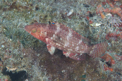Oxycheilinus bimaculatus