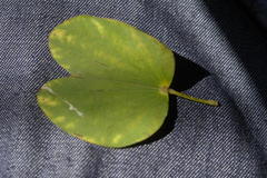 Bauhinia variegata variegata
