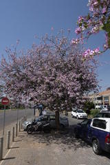 Bauhinia variegata variegata