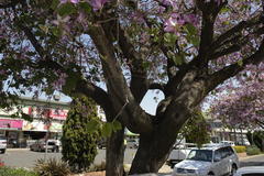 Bauhinia variegata variegata