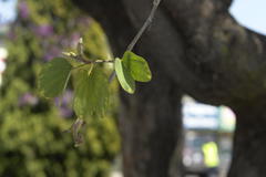 Bauhinia variegata variegata