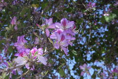 Bauhinia variegata variegata