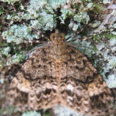 Pseudocoremia indistincta