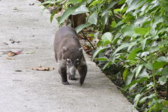 Nasua narica nelsoni