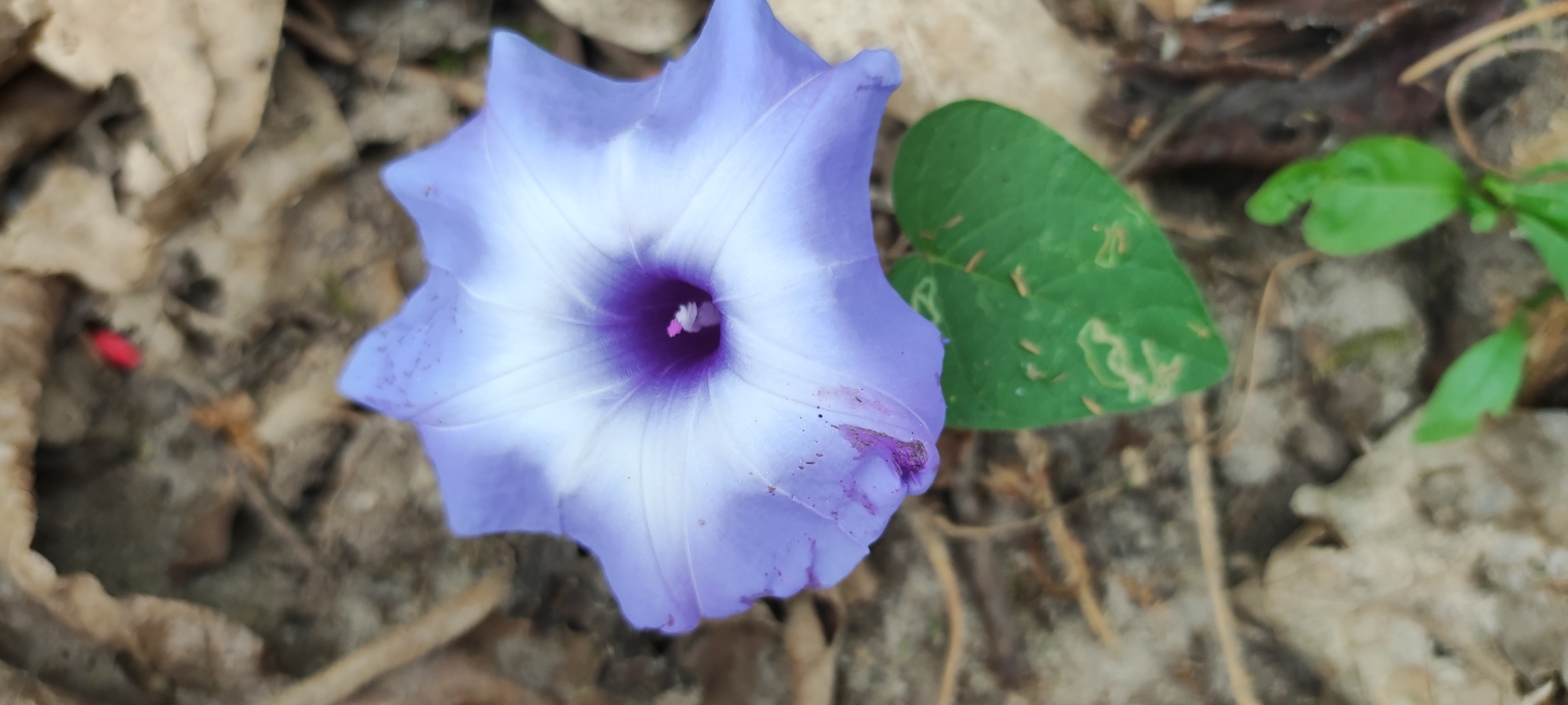 Ipomoea regnellii image