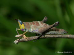 Pseudothericles jallae