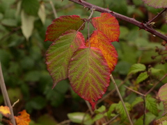 Candicantes