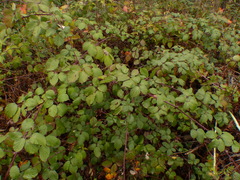 Candicantes