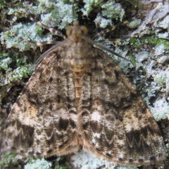 Pseudocoremia indistincta