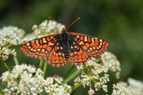 Edith's Checkerspot