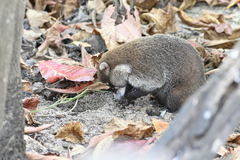 Nasua narica nelsoni