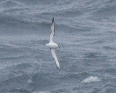 Pterodroma cookii