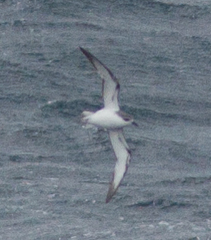 Pterodroma cookii