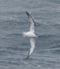 Pterodroma cookii