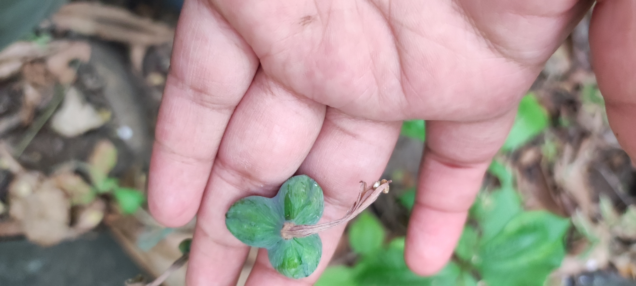 Eucrosia stricklandii image