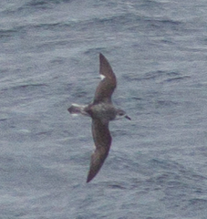 Pterodroma cookii
