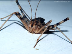 Phaeophilacris bredoides