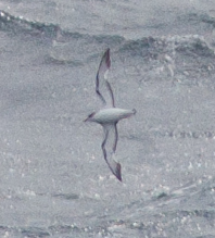 Pterodroma cookii