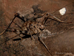 Phaeophilacris bredoides