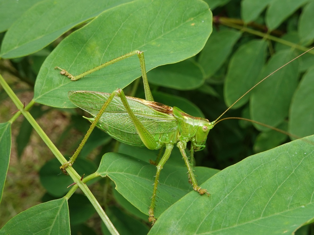 Tettigonia yama