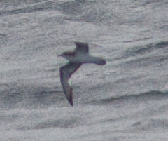 Pterodroma cookii