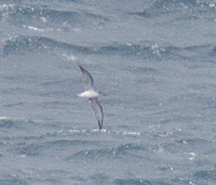 Pterodroma cookii