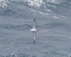 Pterodroma cookii