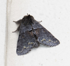 Gluphisia severa