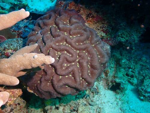 Lobophyllia agaricia observed 2023-08-07
