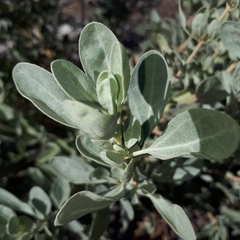 Cistus halimifolius