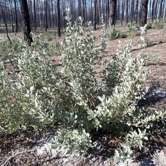 Cistus halimifolius