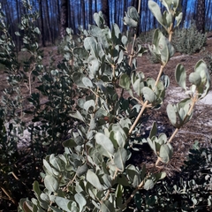 Cistus halimifolius