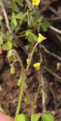 Oxalis laxa
