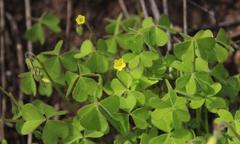 Oxalis laxa