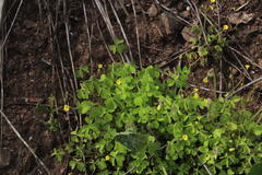 Oxalis laxa