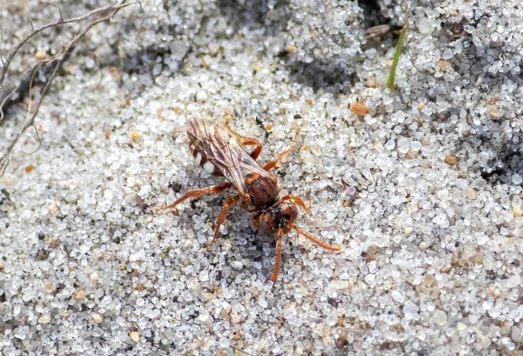 Bear-clawed Nomad Bee