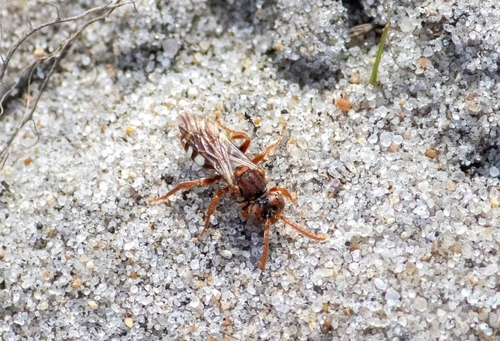 Bear-clawed Nomad Bee