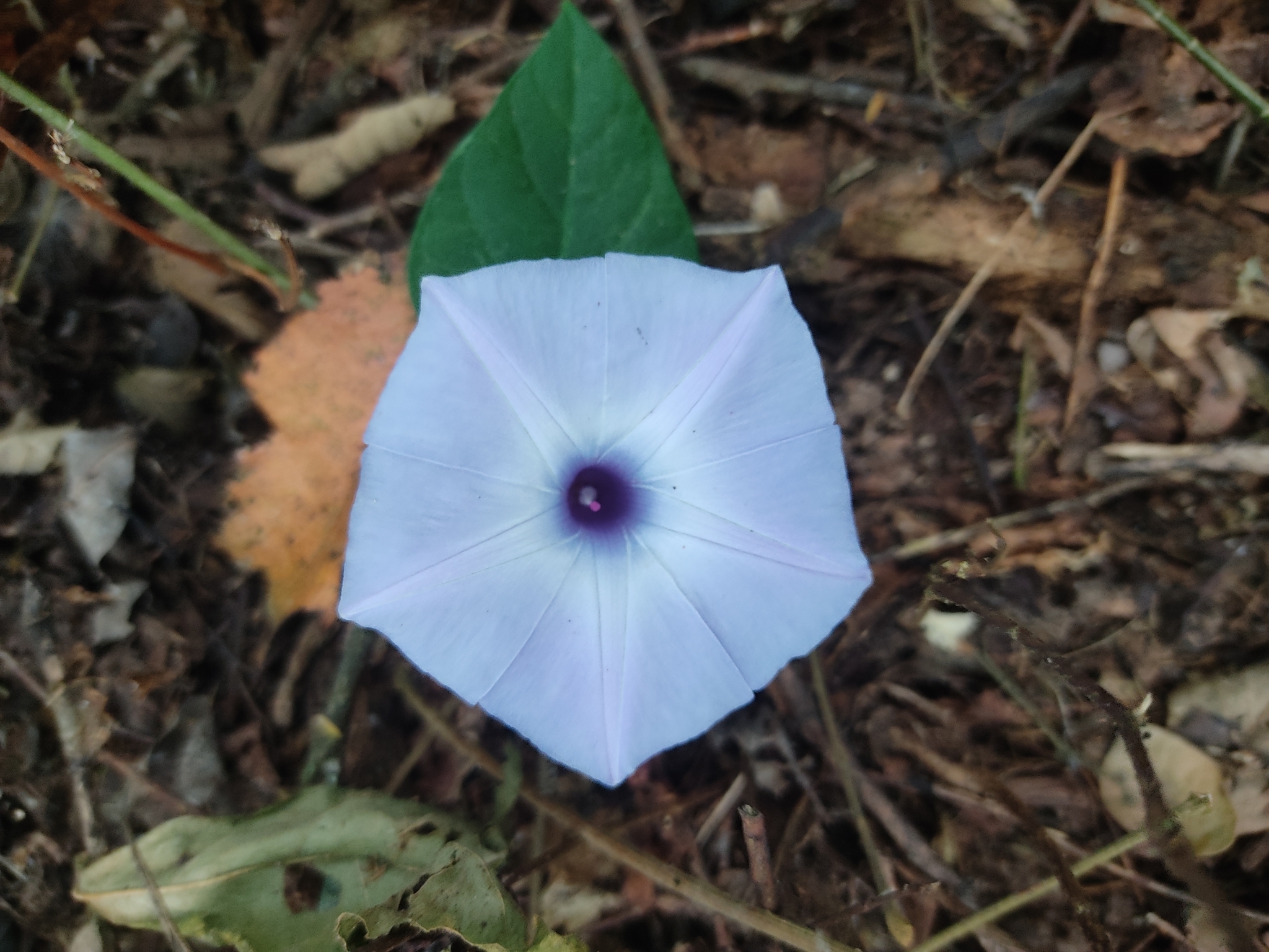 Ipomoea regnellii image