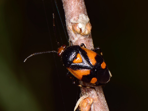 Deraeocoris schach