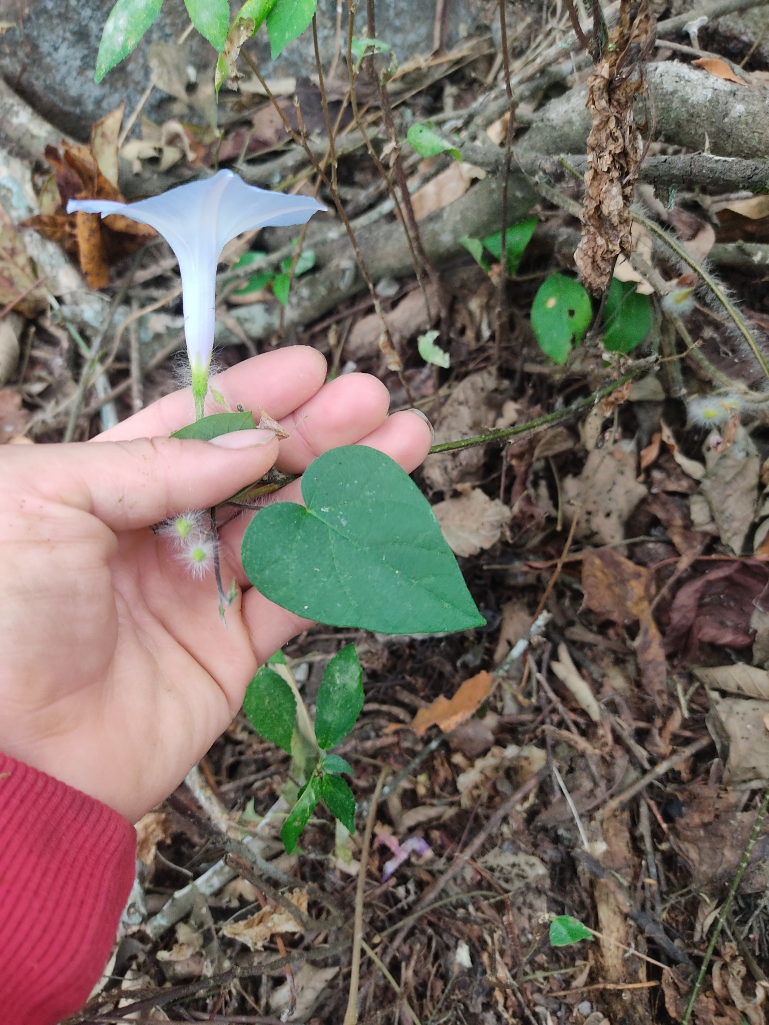 Ipomoea regnellii image