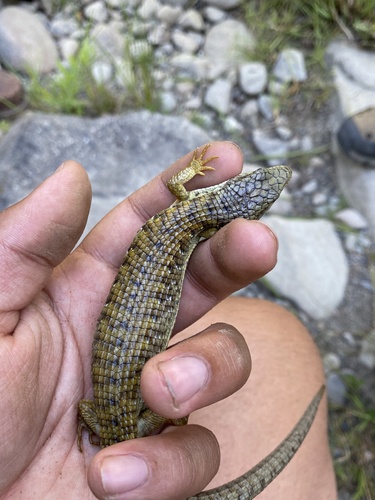 iNaturalist observation photo of Northern Alligator Lizard