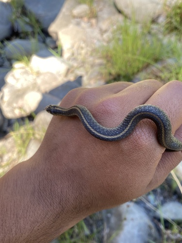 iNaturalist observation photo of Oregon Aquatic Garter Snake