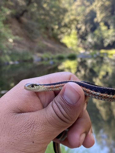 iNaturalist observation photo of Coast Garter Snake