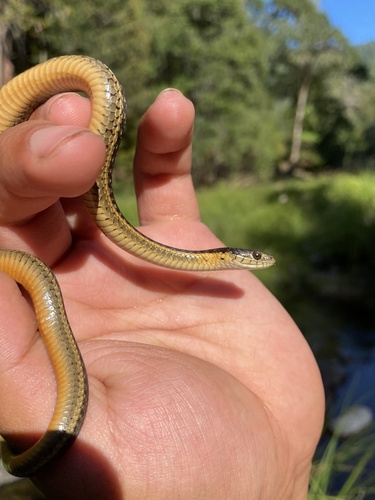 iNaturalist observation photo of Oregon Aquatic Garter Snake
