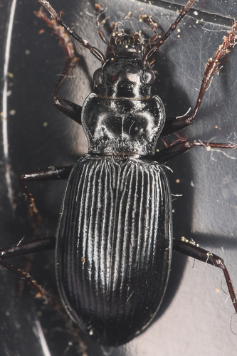 Nebria mannerheimii