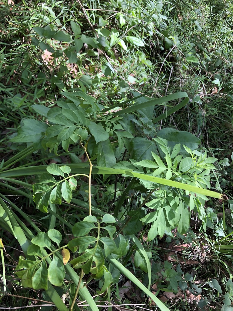 Brazilian Nightshade in February 2023 by cwelden_ecp · iNaturalist