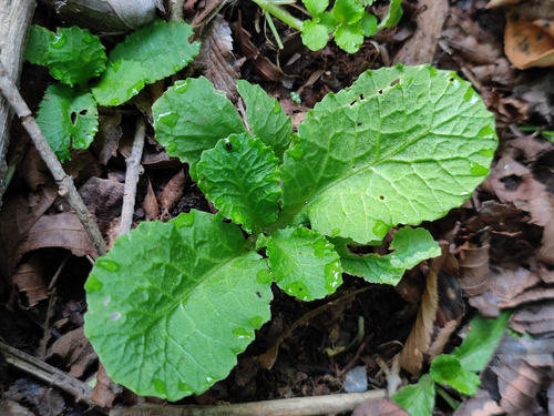 Chrysosplenium pseudofauriei iNat (3)