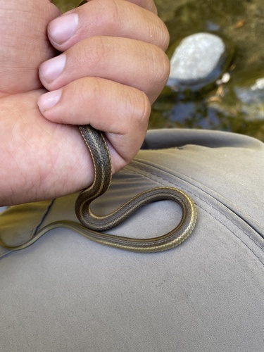 iNaturalist observation photo of Oregon Aquatic Garter Snake