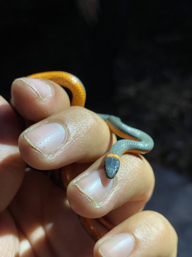 iNaturalist observation photo of Ring-necked Snake