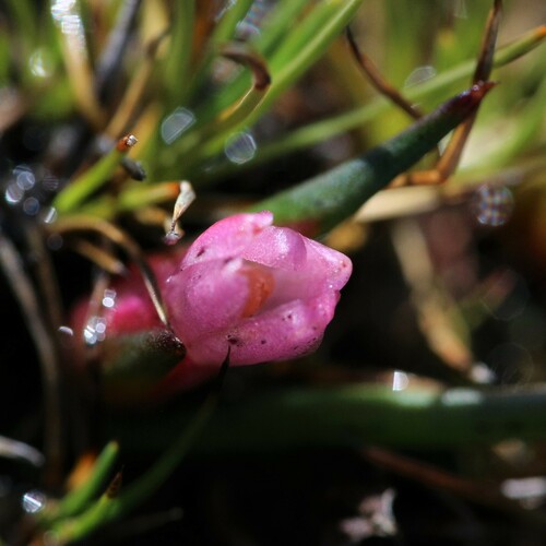 Granite Pink (Tribonanthes purpurea)